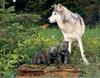 [CPerrien scan] Wolves - A Sierra Club 2000 Calendar