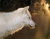 [CPerrien scan] Wolves - A Sierra Club 2000 Calendar
