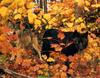 [CPerrien scan] Wolves - A Sierra Club 2000 Calendar