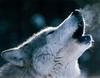 [CPerrien scan] Wolves - A Sierra Club 2000 Calendar
