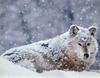 [CPerrien scan] Wolves - A Sierra Club 2000 Calendar