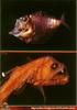 [PO Scans - Aquatic Life] Half-naked hatchetfish (Argyropelecus hemigymnus) & Sloane's viperfish...