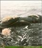 [PO Scans - Aquatic Life] Bowhead whale (Balaena mysticetus)