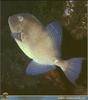 [PO Scans - Aquatic Life] Grey triggerfish (Balistes capriscus)