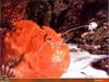 [PO Scans - Aquatic Life] Angler fish