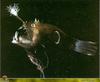 [PO Scans - Aquatic Life] Abyssal Angler fish