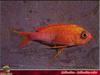 [PO Scans - Aquatic Life] Parrot seaperch (Callanthias ruber)