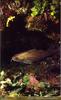 [PO Scans - Aquatic Life] Mediterranean poor cod (Trisopterus minutus capelanus)