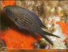 [PO Scans - Aquatic Life] Damselfish (Chromis chromis)