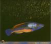 [PO Scans - Aquatic Life] Cuckoo wrasse (Labrus bimaculatus)