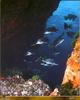 [PO Scans - Aquatic Life] Brown meagre (Sciaena umbra)