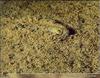 [PO Scans - Aquatic Life] Greater weever (Trachinus draco)