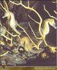 [PO Scans - Aquatic Life] Seahorse (Hippocampus sp.)