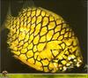 [PO Scans - Aquatic Life] Pineapplefish (Cleidopus gloriamaris)
