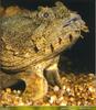 [PO Scans - Aquatic Life] Oyster toadfish (Opsanus tau)