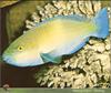 [PO Scans - Aquatic Life] Parrotfish (Scarus sp.)