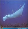[PO Scans - Aquatic Life] Giant manta ray (Manta birostris)