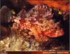 [PO Scans - Aquatic Life] Small red scorpionfish (Scorpaena notata)