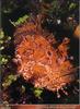 [PO Scans - Aquatic Life] Large-scaled scorpionfish (Scorpaena scrofa)