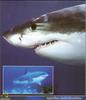 [PO Scans - Aquatic Life] Great White Shark (Carcharodon carcharias)