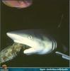 [PO Scans - Aquatic Life] Grey reef shark (Carcharhinus amblyrhynchos)
