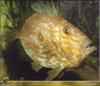 [PO Scans - Aquatic Life] John Dory - Saint-pierre - Zeus faber