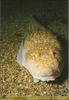 [PO Scans - Aquatic Life] Atlantic stargazer (Uranoscopus scaber)