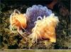 [PO Scans - Aquatic Life] Antarctic sea anemone (Urticinopsis antarctica) & Jellyfish (Desmonema...