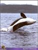 [PO Scans - Aquatic Life] Killer whale (Orcinus orca)