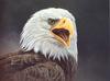 [LRS Art Medley] Alan Hunt, Bald Eagle