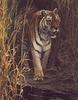 [LRS Art Medley] Robert Bateman, Tiger at Dawn
