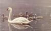 [LRS Art Medley] Robert Bateman, Mute Swans
