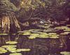 [LRS Art Medley] Robert Bateman, Merganser Family in Hiding
