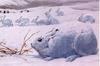 [LRS Art Medley] Louis Agassiz, Artic Hare, 1918