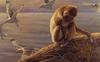 [LRS Art Medley] Kalon Baughan, Monkey & Gulls