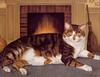 [LRS Art Medley] Lowell Herrero, Cats