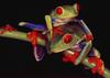 [LRS Art Medley] Red-eyed Treefrogs