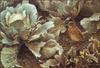 [LRS Animals In Art] Robert Bateman, Summer Garden with Robin