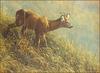 [LRS Animals In Art] Robert Bateman, Morning Dew Roe Deer