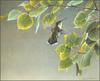 [LRS Animals In Art] Robert Bateman, Female Ruby-Throated Hummingbird
