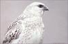 [LRS Animals In Art] Robert Bateman, Artic Portrait White Gyrfalcon