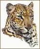 [LRS Animals In Art] Guy Coheleach, Chinese Leopard Portrait