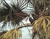 [LRS Animals In Art] Bryan Hanlon, Fish Eagle and Palm