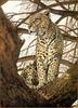 [LRS Animals In Art] Donald Heywood, Leopard in a Tree