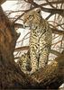 [LRS Animals In Art] Donald Heywood, Leopard in a Tree