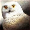 [LRS Animals In Art] Wendell Minor, Snowy Owl