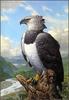 [LRS Animals In Art] Robert Richert, Harpy Eagle (Harpia harpyja)