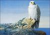 [LRS Animals In Art] Louis Agassiz Fuertes, Arctic Gyrfalcon