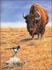 [LRS Barnyard Bestiary] Allen Kimball, Buffalo