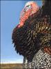 [LRS Barnyard Bestiary] Allen Kimball, Wild Turkey